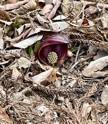 この時期に座禅...