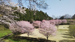 桜の種類が豊富...