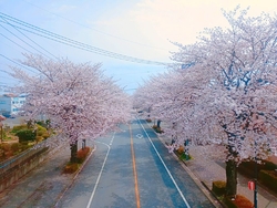 ここの桜並木が...