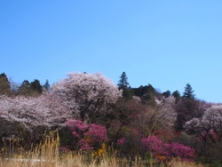 4／4の大柿花...