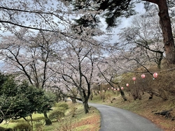 烏ヶ森公園の桜...