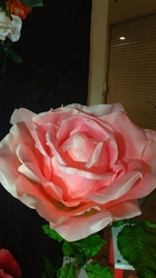 すっかり定着し...