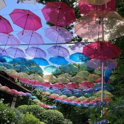 紫陽花が見ごろ...