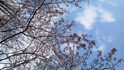 暖かな陽射しの...