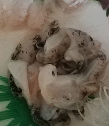 マグロの刺身を...