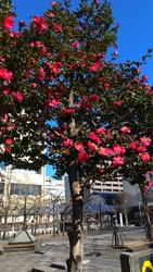 ぐろーりーさん...