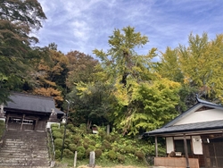 11月はじめの...