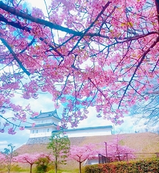 そろそろ河津桜...