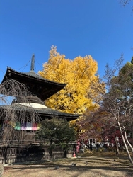 大イチョウを見...