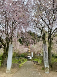ここは隠れた桜...