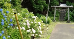 あじさい祭りに...