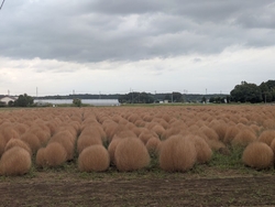 見頃かなぁと思...