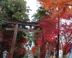 紅葉が見頃を迎...