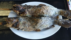 美味しいマスが...