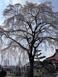 いまやこの時期...