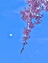 昼桜と夜桜が混...