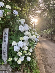 今日の紫陽花め...
