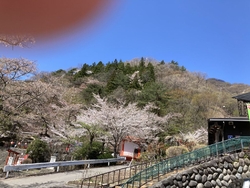 今年の栃木でま...