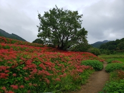 簑沢彼岸花群生...