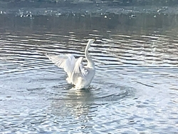 白鳥を見学して...