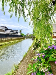 すっかり紫陽花...