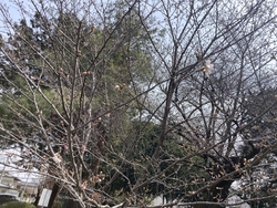 桜が咲き始めま...