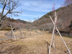 近くを通ったの...