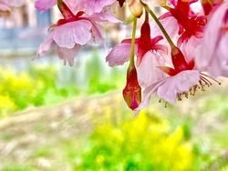 先週、図書館に...