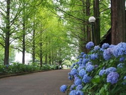 美しい紫陽花た...
