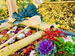 今年8月に初参...