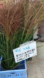 朝、9時頃来店...