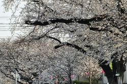 新川の桜を見に...