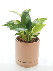 4月にわが家に...