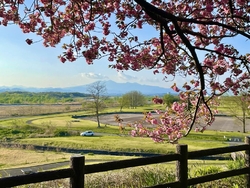 城址の桜はピー...