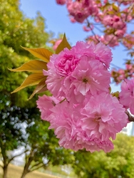 八重桜がほぼ満...