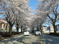 ちょうど満開で...