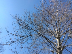 テレビで、日本...