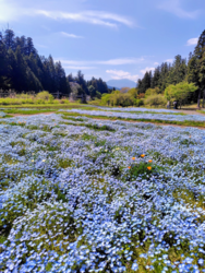 ひたち海浜公園...