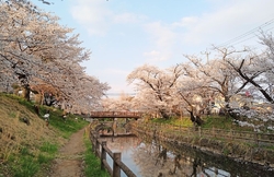 真岡市には桜が...