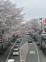土曜日が春雨の...