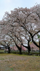 ぐろーりーさん...