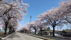 県北が見頃のお...