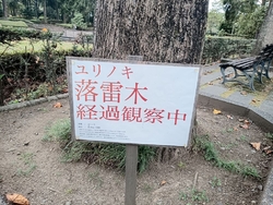 金木犀の香りを...