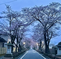 乃木神社の桜が...