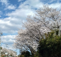 ほぼ毎日くらい...