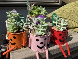 コメリで一目惚...