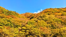 日塩もみじライ...