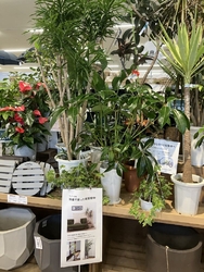 主人の観葉植物...