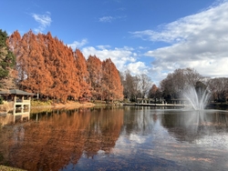 紅葉は終わり、...