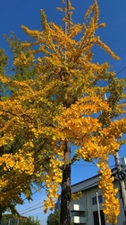 さてさて、銀杏...